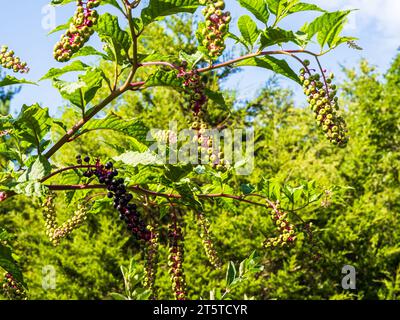 Phytolacca americana, communément appelée pokeweed américaine, est une plante herbacée vivace robuste appartenant à la famille des Phytolacaceae. Avec son stri Banque D'Images