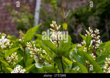 Fleurs blanches - osmanthus fragrans - olive douce - floraison au printemps Banque D'Images