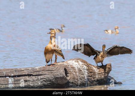 Une paire de Plumed-Whistling Ducks & Little pied Cormoran aux ailes déployées se dresse sur un vieux tronc d'arbre sur un trou d'eau saluant le soleil du matin. Banque D'Images