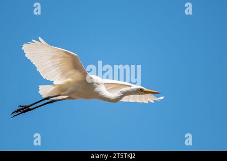 Un seul Itermediate Egret en vol à travers un ciel bleu et sans nuages au-dessus de Hasties Swamp sur les plateaux d'Atherton en Australie. Banque D'Images