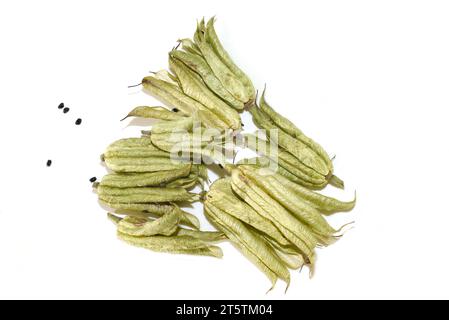 Capsules de graines et graines de la plante columbine sur fond blanc Banque D'Images