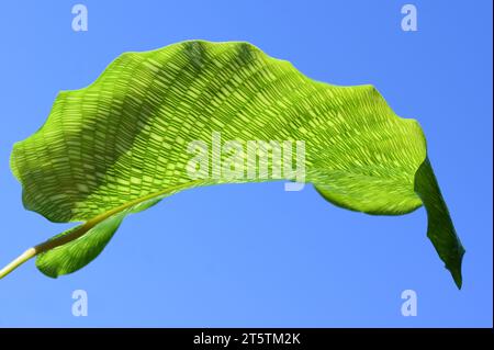 Gros plan sur la feuille de motif mosaïque verte de Calathea musaica sur fond de ciel bleu Banque D'Images