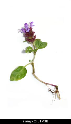 Selfheal Prunella vulgaris fleur violette isolée sur fond blanc Banque D'Images