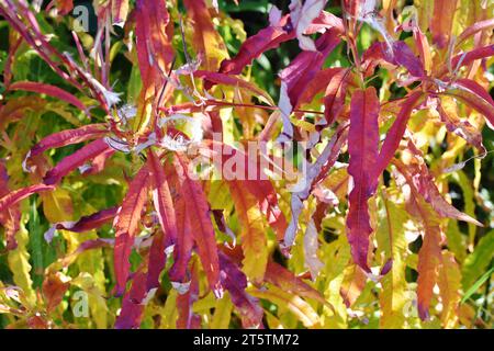 Rosebay willowherb Chamerion angustifolium feuilles colorées en automne Banque D'Images