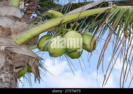 Jeunes noix de coco vertes non mûres accrochées à la noix de coco Banque D'Images