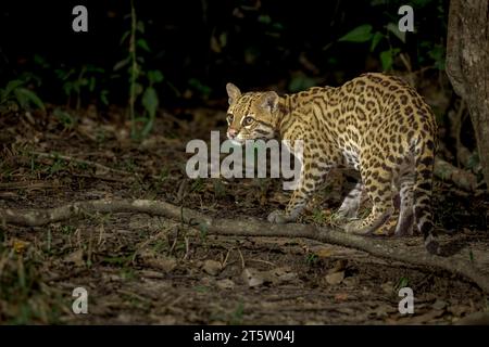 Ocelot adulte dans le Pantanal sauvage du Brésil. Banque D'Images