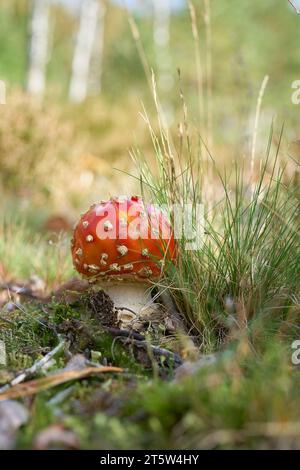 Toadstool, Fly agaric, Amanita muscaria à l'automne entre l'herbe et la mousse dans la forêt Banque D'Images
