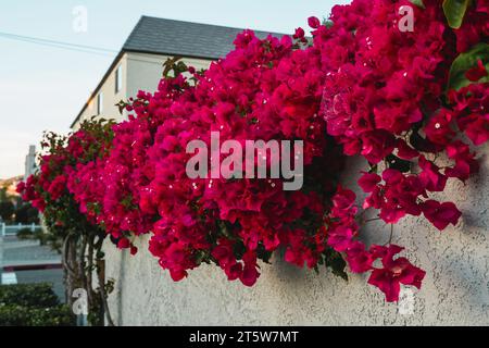 Les vignes de bougainvilliers tombent en cascade le long d'un mur de maison. Vignes ornementales colorées en pleine floraison gros plan Banque D'Images