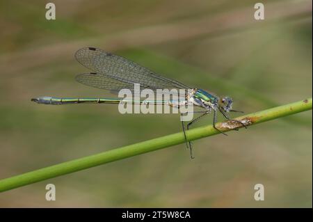 Gros plan naturel sur un mâle Emerald Spreadwing, Lestes dryas, Damselfly, sur un fond vert Banque D'Images