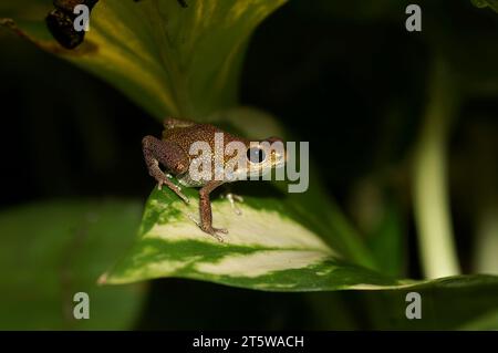 Gros plan détaillé sur une forme orange jaune inhabituelle de l'Oophaga pumilio, Strawberry poison Frog dans un terrarium Banque D'Images