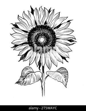 Tournesol en fleurs. Illustration noire et blanche dessinée à la main à l'encre de style rétro Banque D'Images