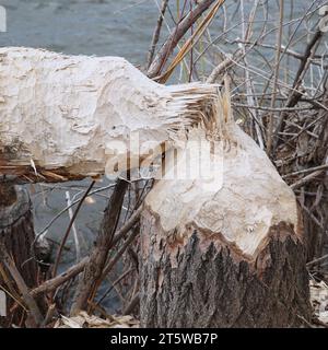 Des troncs d'arbres sur la rive du lac ont rongé et ont été abattus par un castor Banque D'Images