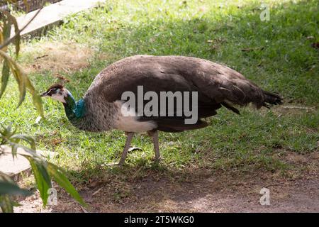 Les Peahens sont principalement bruns sur le dos avec un ventre blanc. Les Peahens ont une crête sur leur tête et des plumes vertes de cou. Banque D'Images