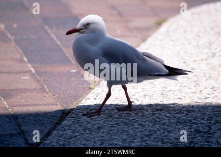 Une mouette est un type d'oiseau qui vit près de la côte et autour des plans d'eau. Ils sont connus pour leurs plumes blanches et grises, bec fort et nous Banque D'Images