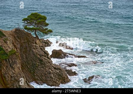 Mer. Belles vagues. Vertigineux, tourbillonnant vagues d'eau mousseuse à la mer Méditerranée. Arbre de pin pousse sur un bord de mer rocheux Banque D'Images