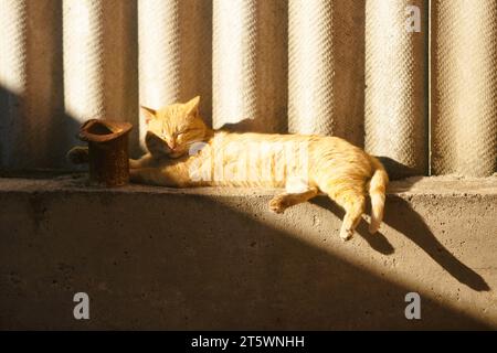 le chat rouge repose sur la zone aveugle d'une clôture rurale en ardoise. Banque D'Images