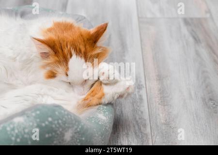 chat blanc avec des taches rouges dort dans un lit. chat dort dans un lit. chat shaggy Banque D'Images