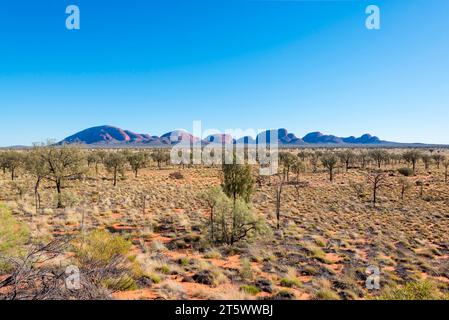 Vue sur les chênes du désert jusqu'à Kata Tjuta (les Olgas) depuis la zone d'observation du lever du soleil dans le parc national d'Uluru-Kata Tjuta, territoire du Nord, Australie Banque D'Images