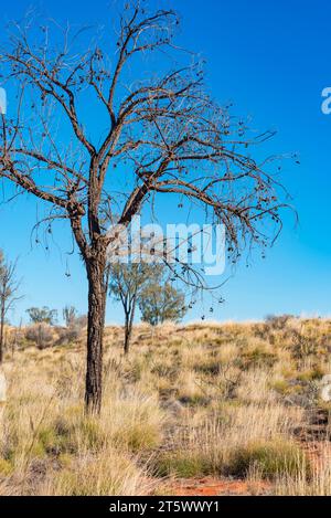 Des gousses de graines séchées pendent d'un chêne du désert (Allocasuarina decaisneana) mort dans le parc national d'Uluru-Kata Tjuta, territoire du Nord, Australie Banque D'Images