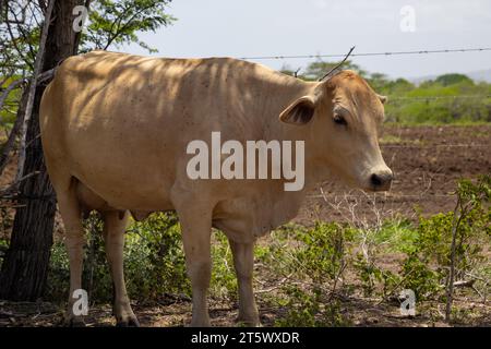 Une grande vache Holstein-Frise noire et blanche se tient dans un pâturage avec une clôture en bois en arrière-plan Banque D'Images