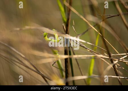 Gros plan d'une mante religieuse (Mantis religiosa) parmi l'herbe dans le pré. Banque D'Images