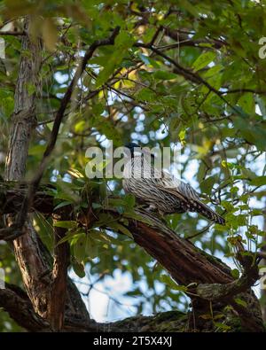 Faisan koklass ou Pucrasia macrolopha gros plan ou portrait oiseau de haute altitude dans la perche de fond vert naturel sur l'arbre aux contreforts de l'himalaya Banque D'Images