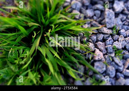 Croissance verte des plantes sur Gravel Rocks vue de dessus Banque D'Images