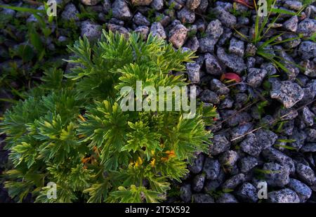 Vue de dessus des gravats et des plantes vertes Banque D'Images