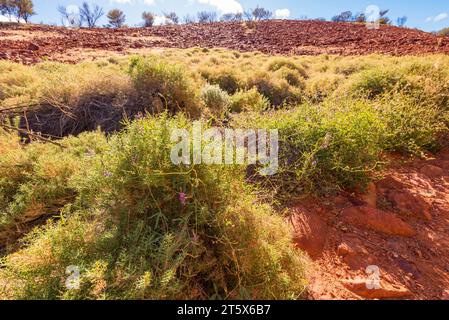 Mont Olga Wanderrie Grass (Eriachne scleranthoides) poussant près de la Vallée des vents dans le parc national d'Uluru-Kata Tjuta, territoire du Nord, Australie. Banque D'Images