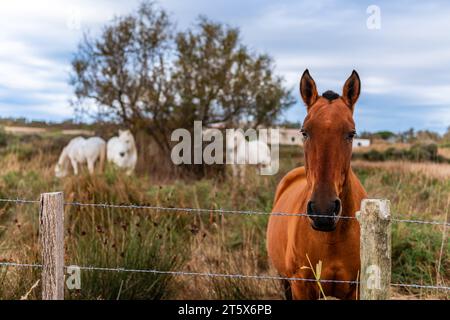 Cheval de Camargue marron, dans un troupeau en Camargue, Provence, France Banque D'Images