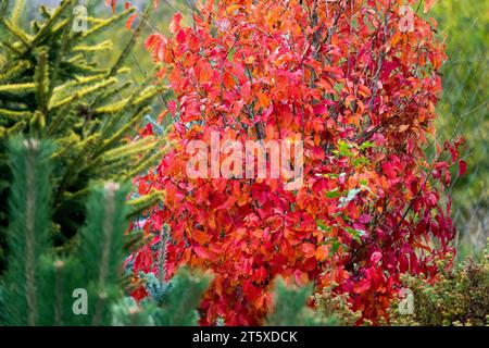 Sorcière persane Hazel, bois de fer persique, Irontree, automne, couleurs, automne, jardin, Parrotia persica 'Persian Spire' feuilles de feuillage Banque D'Images