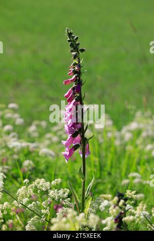 Digitalis purpurea, le Foxglove ou le Common Foxglove poussant dans le pré en juin. La plante toxique est la source originale de la médecine cardiaque Digoxin. Banque D'Images