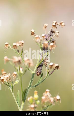 macro-photographie verticale d'une plante au soleil avec une chenille asséchée morte. tons pastel. Banque D'Images