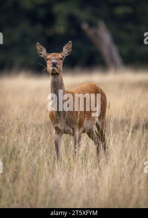 Cerfs de jachère dans Bushy Park Banque D'Images