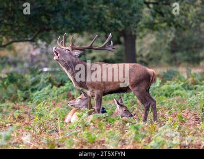 Stag appelant à Richmond Park Banque D'Images