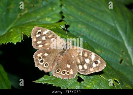 Papillon Bois moucheté Banque D'Images