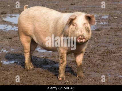 Cochon à la ferme, Suffolk Banque D'Images