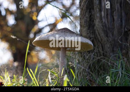 Champignon parasol, Macrolepiota procera, champignons analogues aux parasols Chlorophyllum rhacodes, poussant à l'état sauvage dans Richmond Park, Grand Londres, Angleterre, Royaume-Uni Banque D'Images