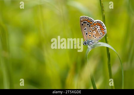 petit papillon bleu orange et blanc avec des taches noires perchées sur une herbe avec fond vert, couleurs intenses. horizontal et espace de copie Banque D'Images