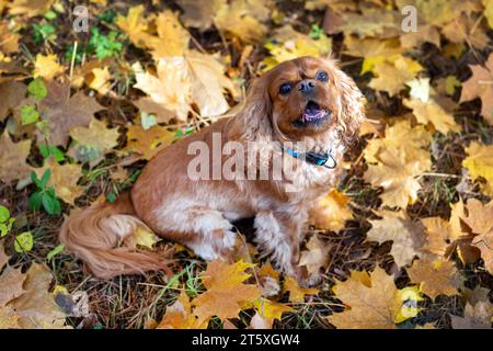 Chien heureux en automne feuilles pendant la promenade dans la forêt Banque D'Images
