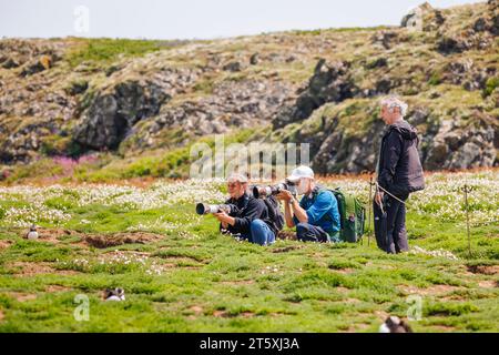 Photographes avec de longs téléobjectifs photographiant les oiseaux sur Skomer, une île au large de la côte du Pembrokeshire, dans l'ouest du pays de Galles, connue pour sa faune Banque D'Images
