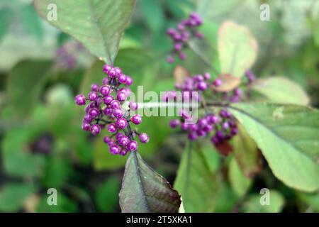 Les baies violettes de l'arbuste chinois Callicarpa Bodinieri (Giraldii profusion) Beautyberry cultivé dans un jardin de campagne anglais, Angleterre, Royaume-Uni. Banque D'Images