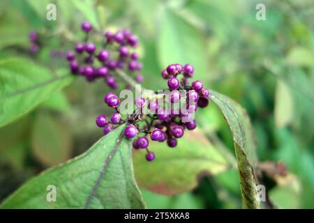 Les baies violettes de l'arbuste chinois Callicarpa Bodinieri (Giraldii profusion) Beautyberry cultivé dans un jardin de campagne anglais, Angleterre, Royaume-Uni. Banque D'Images