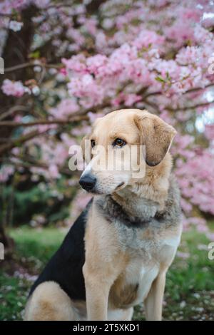 Joli chien noir blanc beige en fleurs de cerisier Banque D'Images