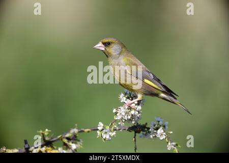 Mâle Greenfinch, Carduelis chloris, sur une branche en hiver Banque D'Images