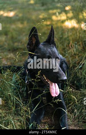 Chien berger allemand noir couché sur l'herbe en été Banque D'Images