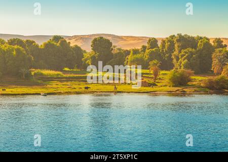 Les vaches paissent sur les rives du Nil. Paysages magnifiques. Coucher de soleil. Assouan, Égypte – 19 octobre 2023 Banque D'Images