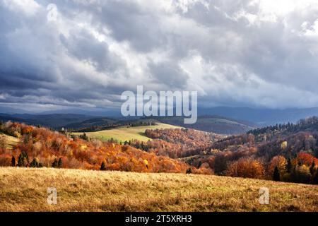 Paysage pittoresque dans les montagnes d'automne. La forêt de hêtres rouges couvre les collines des Carpates à la saison d'automne Banque D'Images