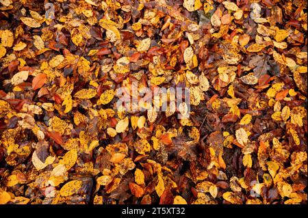 Tas de feuilles d'automne colorées humides sur le sol. Banque D'Images