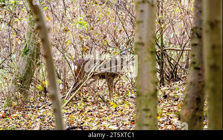 Dundee, Tayside, Écosse, Royaume-Uni. 7 novembre 2023. Météo britannique : une douce matinée d'automne au Dundee Camperdown Country Park produit de magnifiques vues automnales, avec de jeunes Roe Deer à croupe blanche errant dans les bois du parc. Crédit : Dundee Photographics/Alamy Live News Banque D'Images